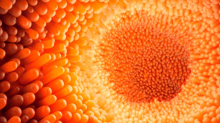 barrera-epitelia-intestinal-funciones HitLive | Mañanas Poderosas