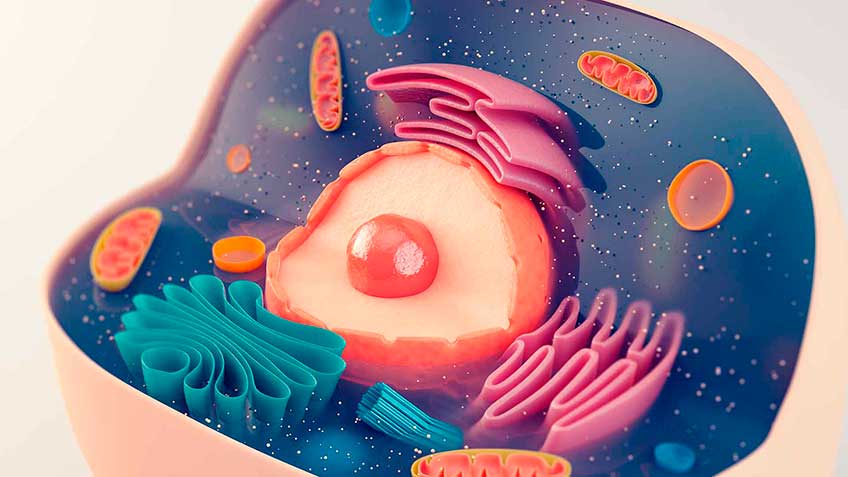 citoesqueleto HitLive | Mañanas Poderosas