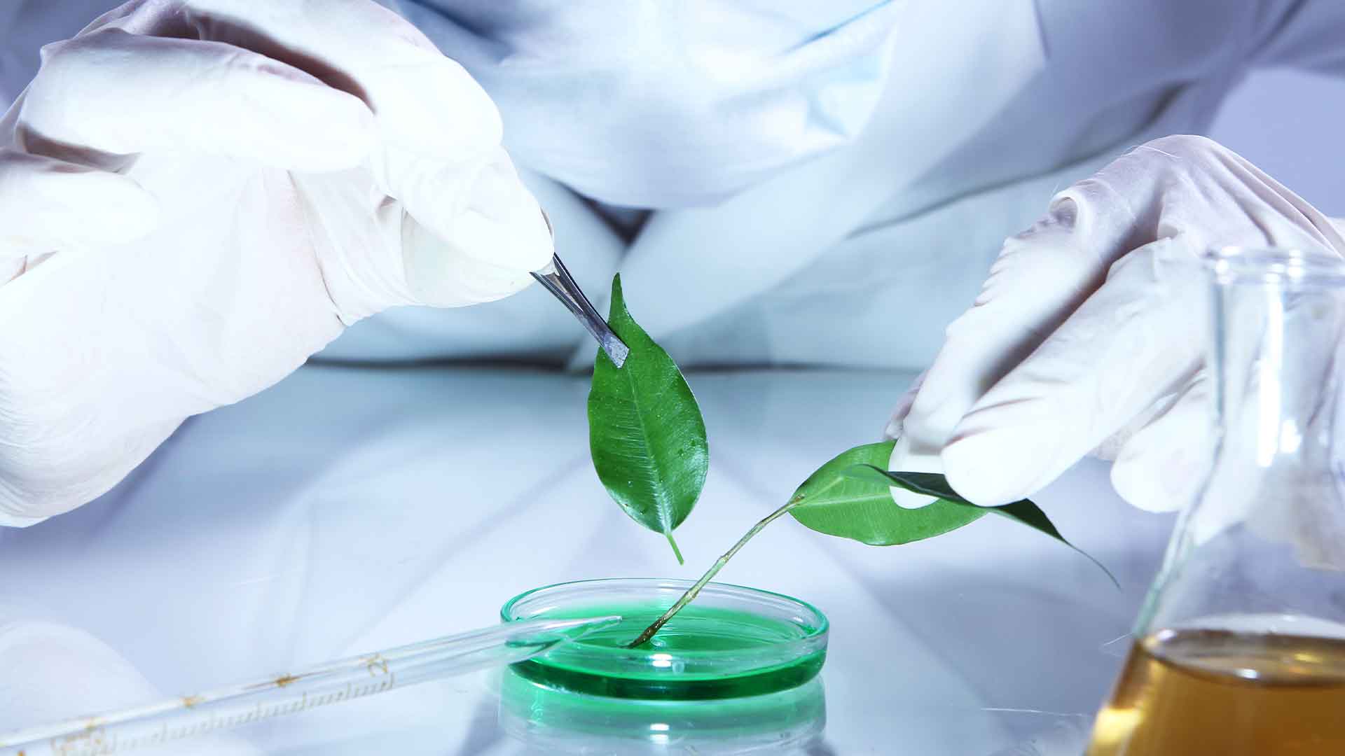 fitoterapia-fuentes-de-informacion Bienvenidos a HitLive