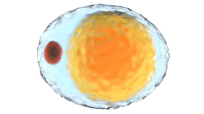 histologia image histologia Blog - HitLive