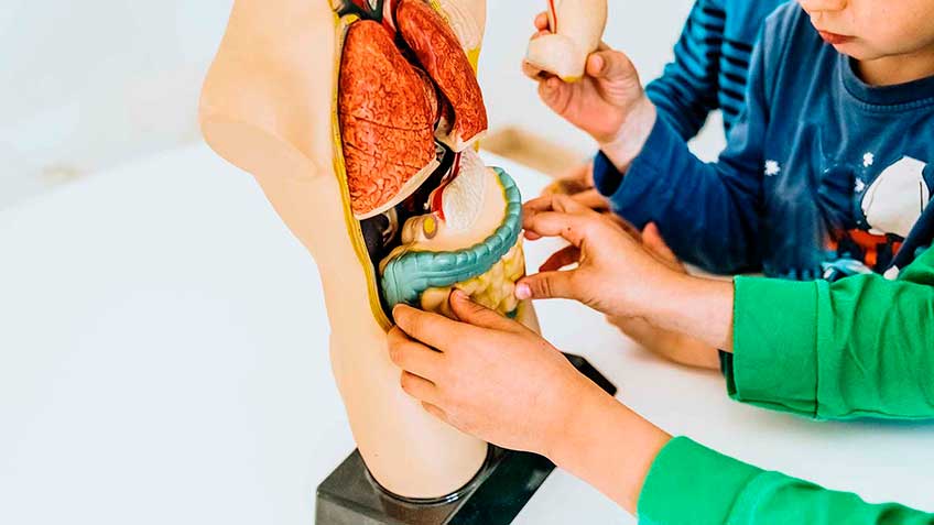 los-pioneros-de-la-nutricio-n-celular-parte-1 image los-pioneros-de-la-nutricio-n-celular-parte-1 Blog - HitLive