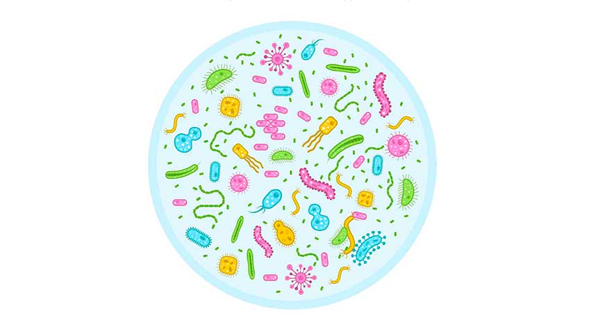 microvellosidades image microvellosidades Blog - HitLive