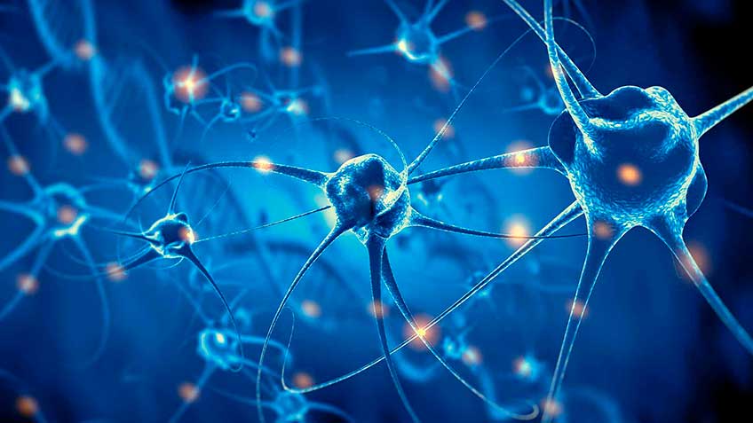 neurotransmisores-catecolaminas HitLive | Mañanas Poderosas