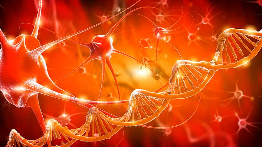 neurotransmisores-gaba HitLive | Mañanas Poderosas