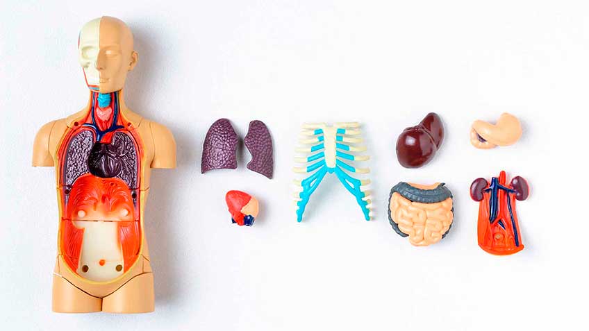 nivel-organico HitLive | Mañanas Poderosas