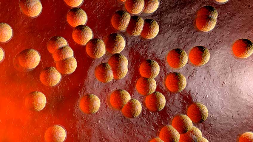 tejido-adiposo HitLive | Mañanas Poderosas