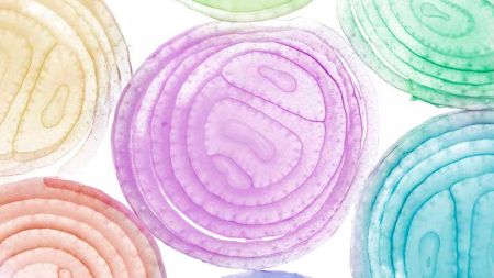 d1faff0c3a1ae3151feb566381ebc77d image d1faff0c3a1ae3151feb566381ebc77d Histología - HitLive